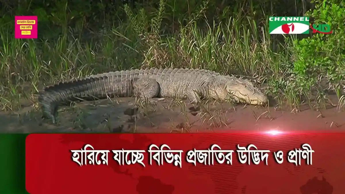 বন্যপ্রাণী ও জলজ জীবের ক্ষতি হচ্ছে জলবায়ু পরিবর্তনের কারণে. Channel i News - চ্যানেল আই নিউজ