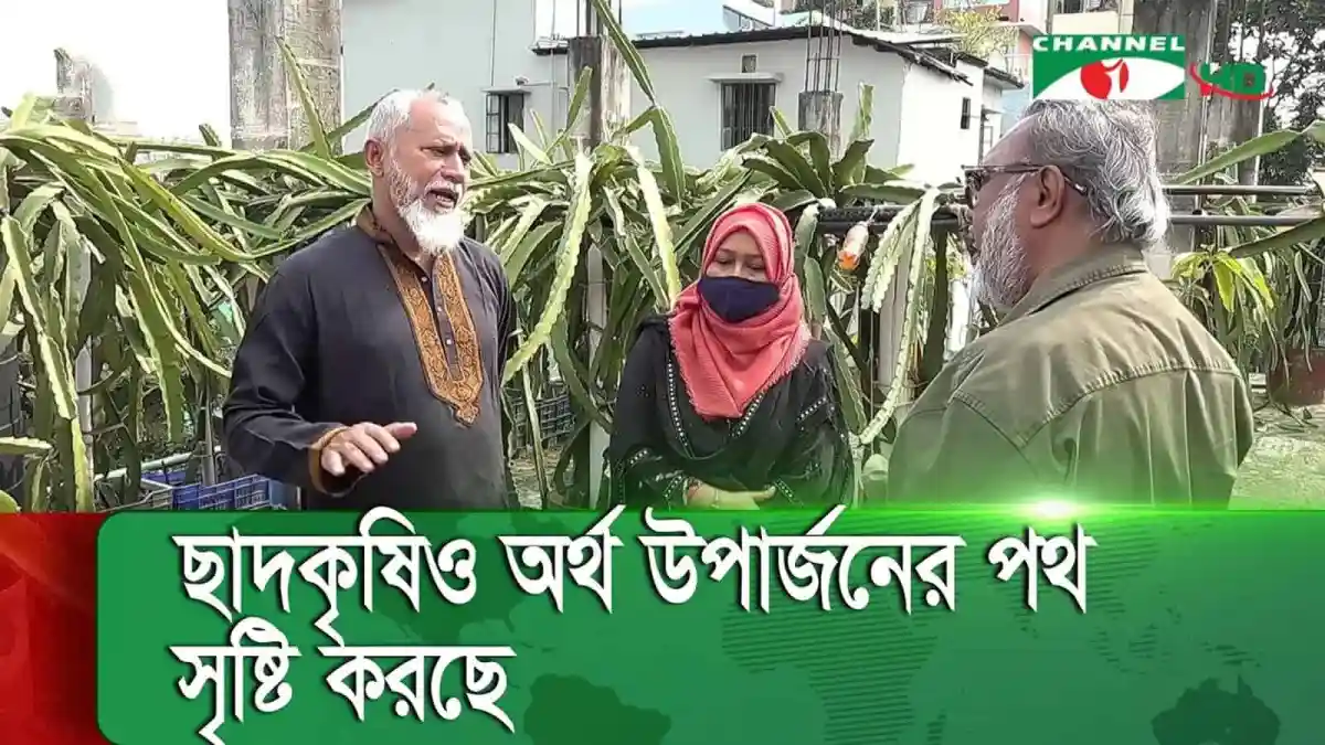 ছাদে ড্রাগন ফল উৎপাদন ও আলোচনা করছে তিনজন ব্যক্তি. Channel i News - চ্যানেল আই নিউজ