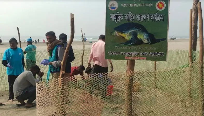 সৈকতে কাছিমের ডিম পেড়ে সাগরে ফিরছে কাছিম, পর্যটক ও দর্শনার্থীরা দেখছেন. Channel i News - চ্যানেল আই নিউজ