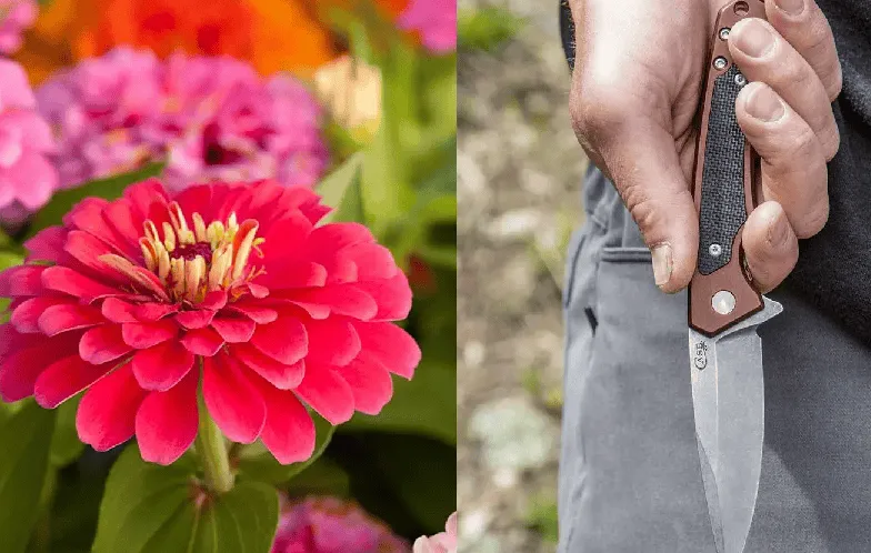 Colorful flowers and a hand holding a knife in a garden setting. Channel i News - চ্যানেল আই নিউজ