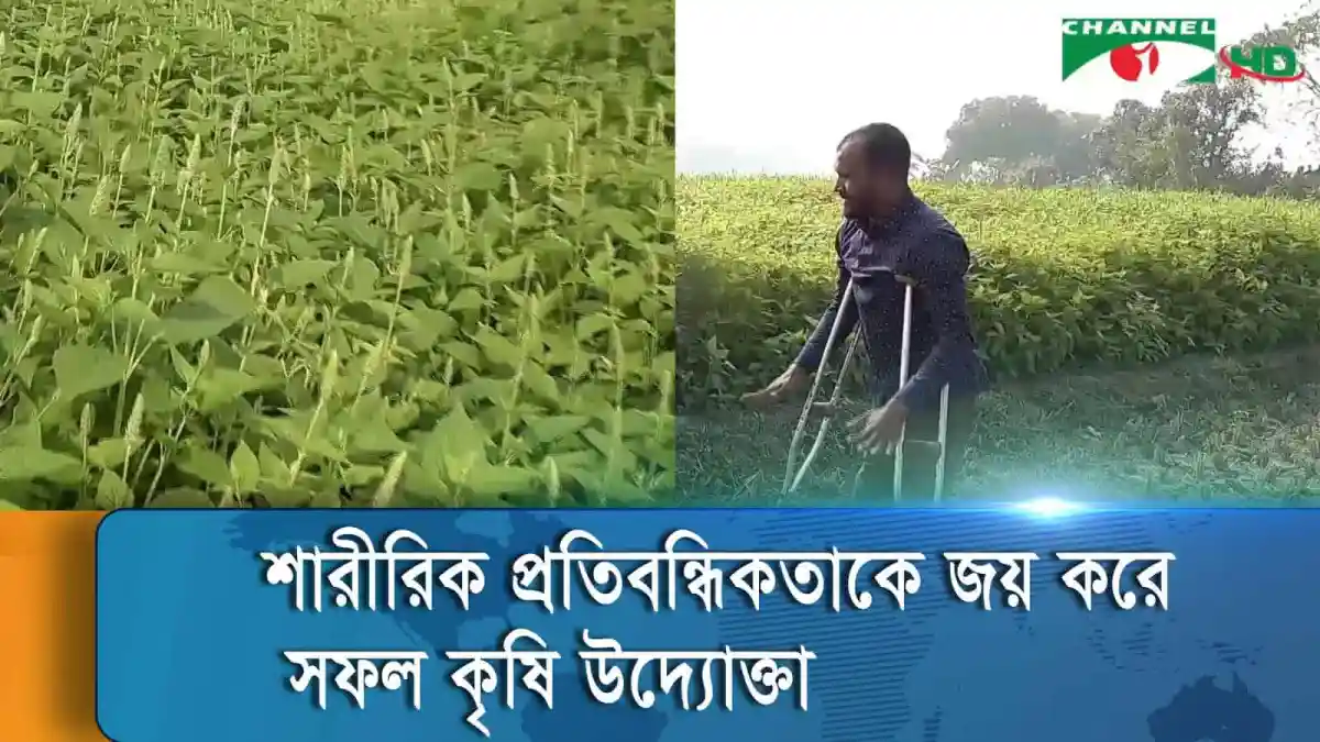 অচল পায়েও সফল কৃষক মাঠে কাজ করছেন, কৃষি উন্নয়নের ছবি. Channel i News - চ্যানেল আই নিউজ