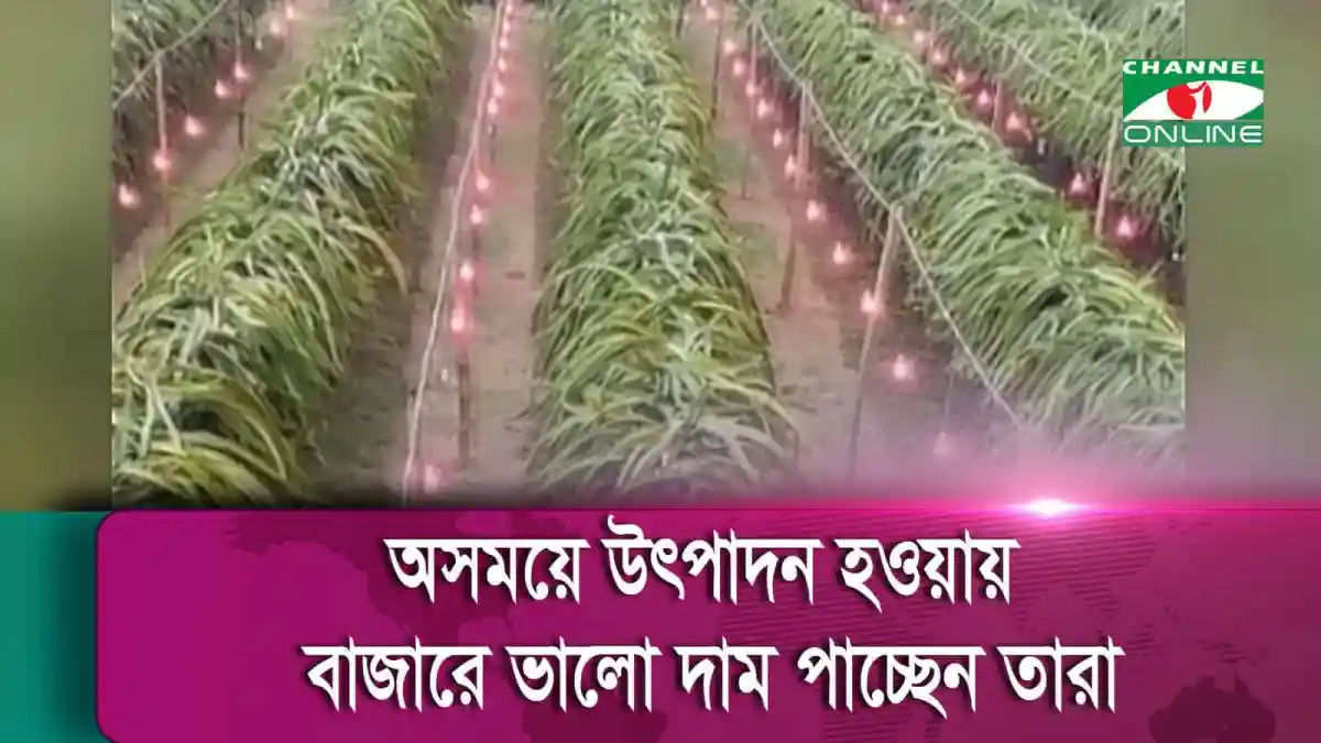 বৈদ্যুতিক বাতি জ্বালিয়ে সারাবছর ড্রাগন ফল চাষের জন্য খাগড়াছড়ি কৃষি ক্ষেত্র. Channel i News - চ্যানেল আই নিউজ