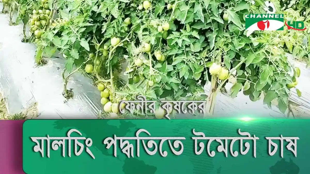 মালচিং পদ্ধতিতে টমেটো চাষ