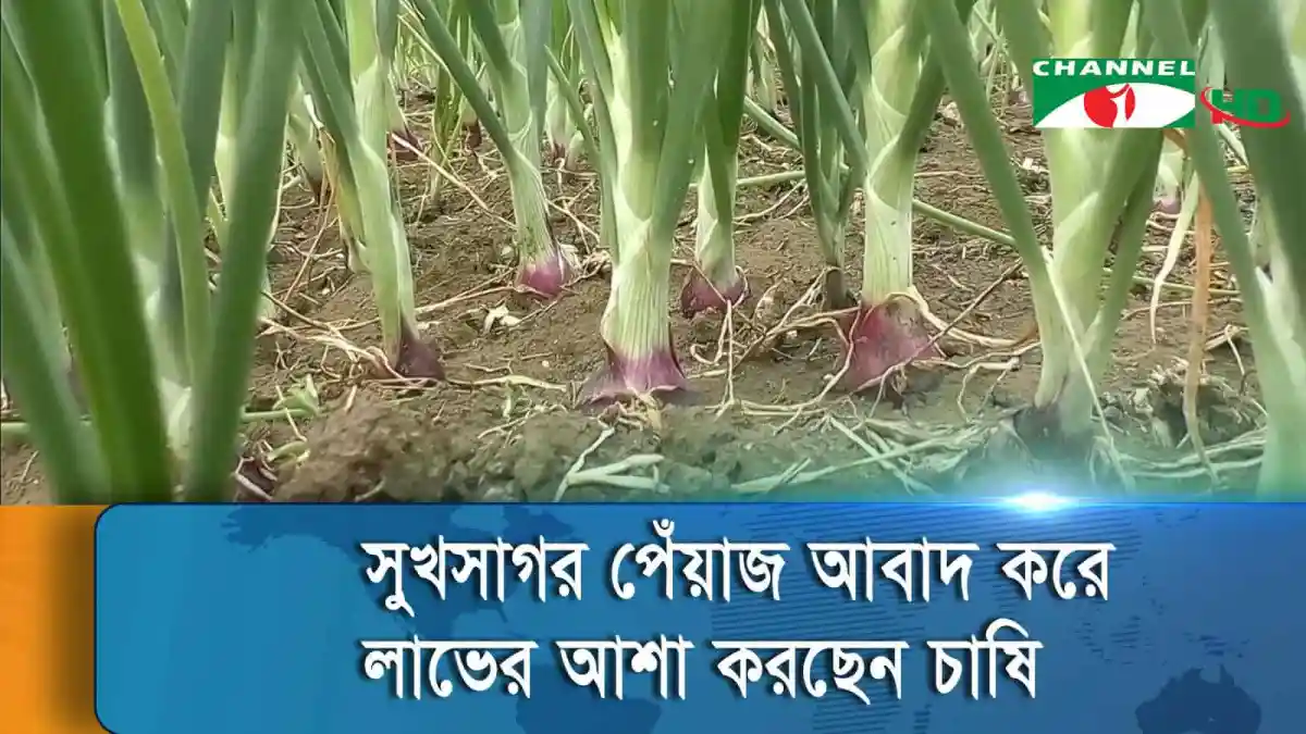 মেহেরপুরে সুখসাগর পেঁয়াজের ক্ষেত, কৃষকেরা কাজ করছেন. Channel i News - চ্যানেল আই নিউজ