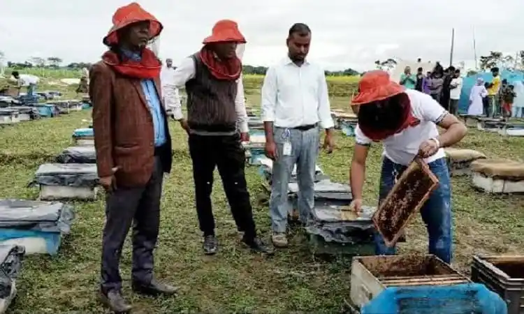 নেত্রকোনার শাহ আলম মৌচাষ করছেন, স্থানীয়রা দেখছেন. Channel i News - চ্যানেল আই নিউজ