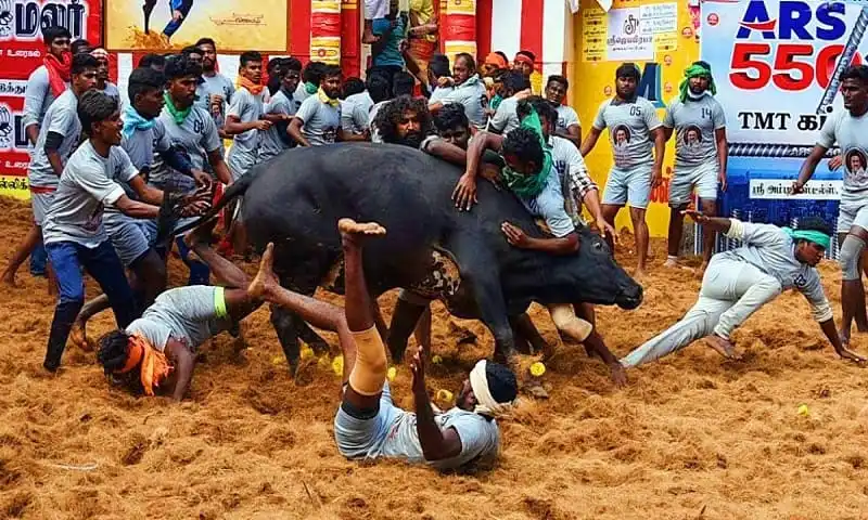 খ্যাপা ষাঁড়ের আক্রমণে শিশুসহ ২ জনের মৃত্যু, জনজট ও আতঙ্ক. Channel i News - চ্যানেল আই নিউজ