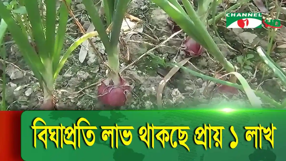 নাটোরে গ্রীষ্মকালীন পেঁয়াজের চাষ ও ফলন দেখাচ্ছে কৃষকরা. Channel i News - চ্যানেল আই নিউজ