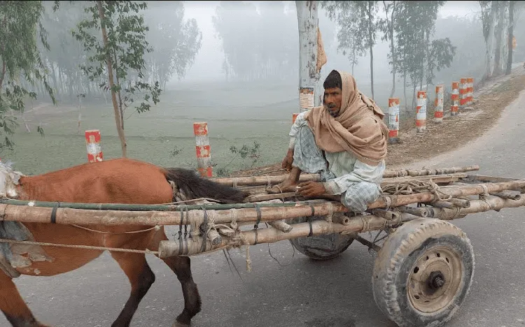 কৃষক গরু টেনে চলছেন, কুড়িগ্রামে শীতের কারণে জনজীবন ব্যাহত. Channel i News - চ্যানেল আই নিউজ