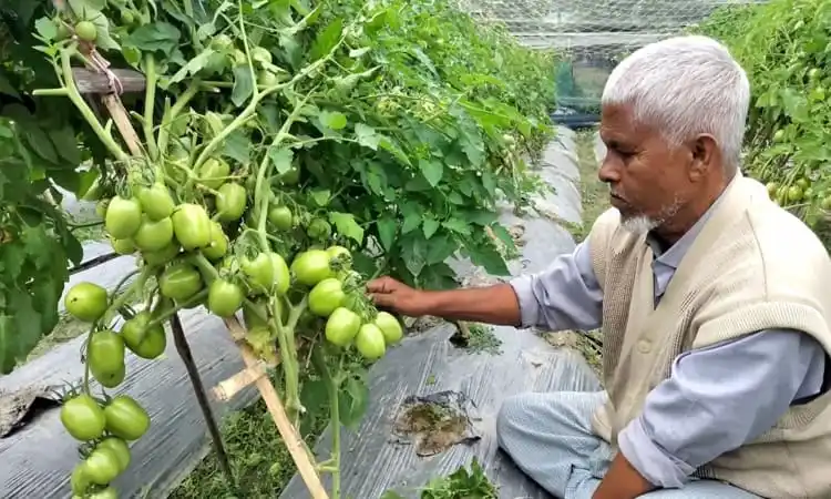 টমেটো চাষে সফল একজন কৃষকের ছবি, সবুজ টমেটো ঝুড়ি হাতে. Channel i News - চ্যানেল আই নিউজ