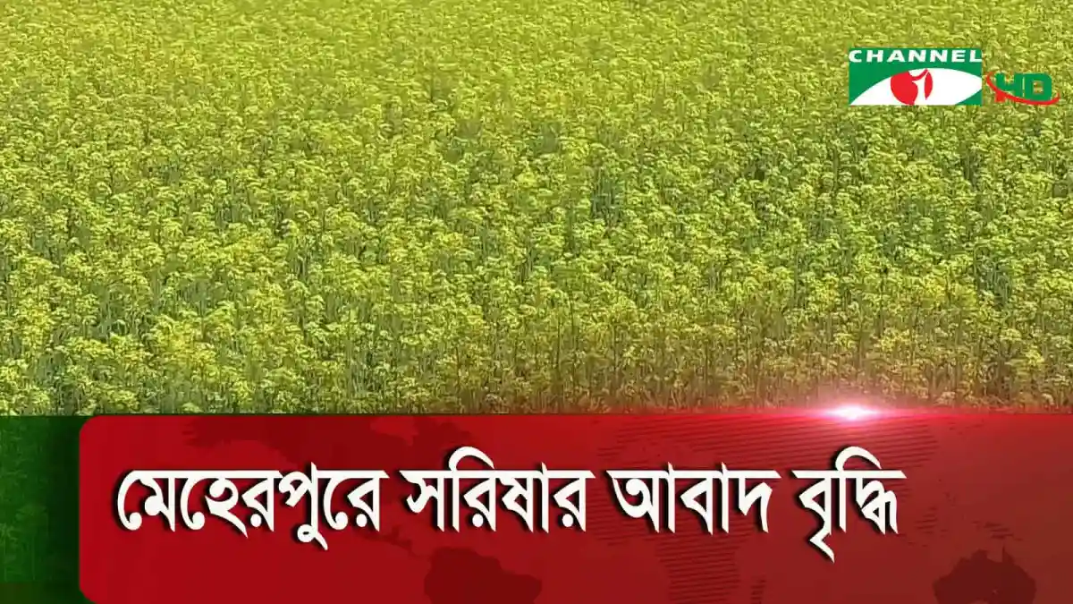 মেহেরপুরে সরিষার ক্ষেতের দৃশ্য, ভালো ফলনের প্রত্যাশা. Channel i News - চ্যানেল আই নিউজ