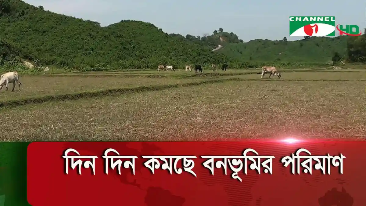বনভূমির ক্ষতি ও পশুদের ঘুরে বেড়ানো দৃশ্য. Channel i News - চ্যানেল আই নিউজ