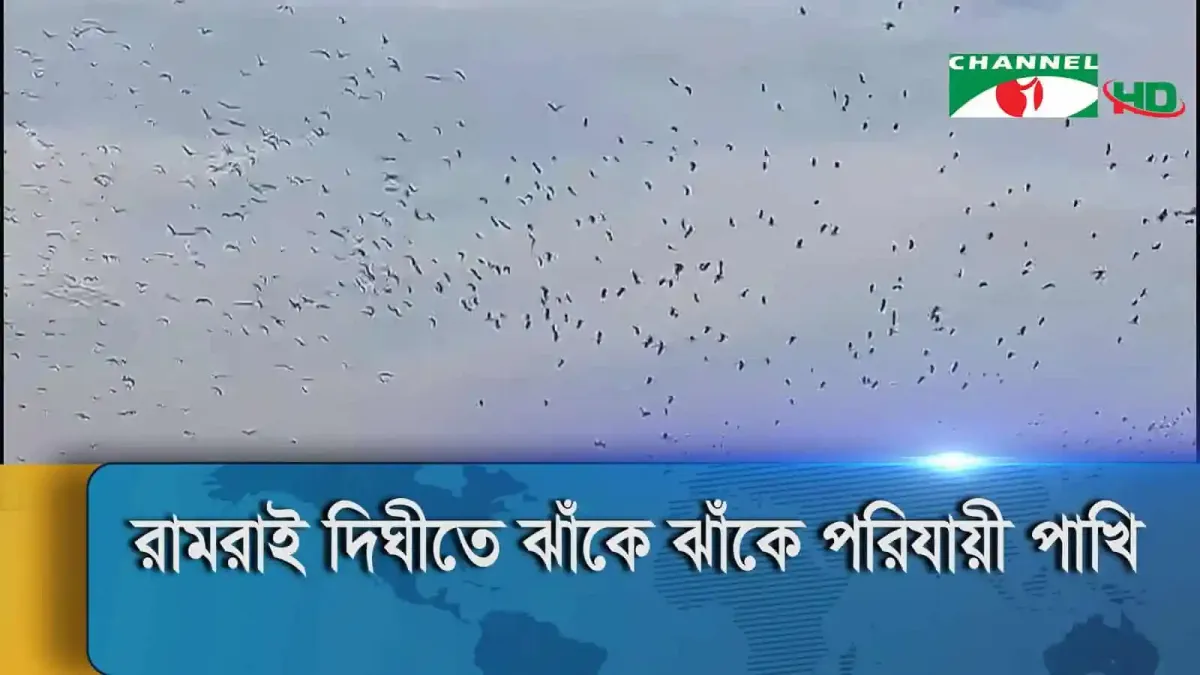 শীতের সময় পরিযায়ী পাখির বিশাল ঝাঁক রামরাই দিঘীতে দেখা যাচ্ছে. Channel i News - চ্যানেল আই নিউজ