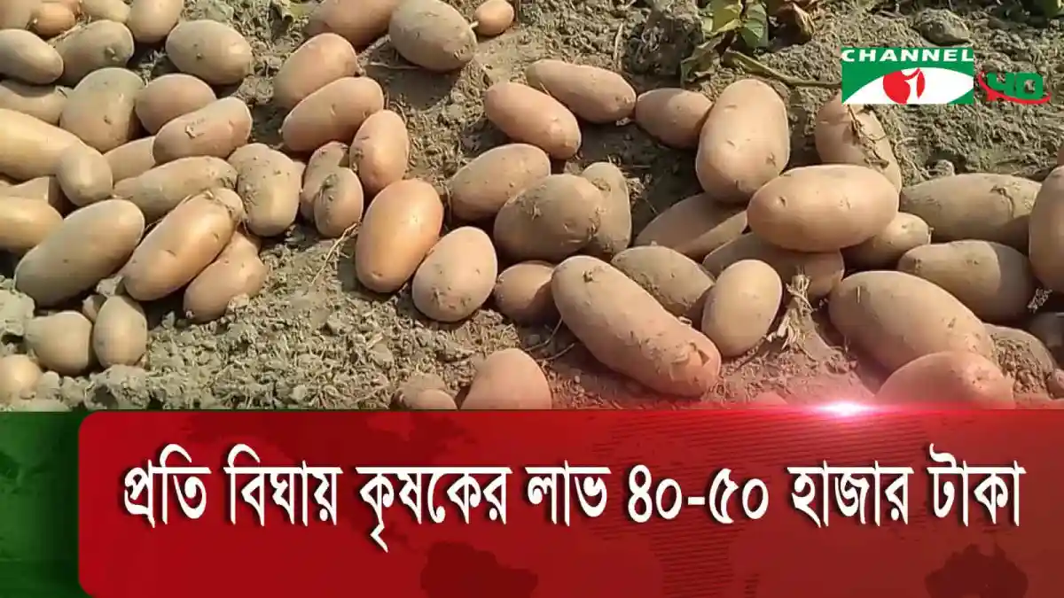 প্রাচীন আলু জমিতে পড়ে আছে, চ্যানেল আই অনলাইন. Channel i News - চ্যানেল আই নিউজ