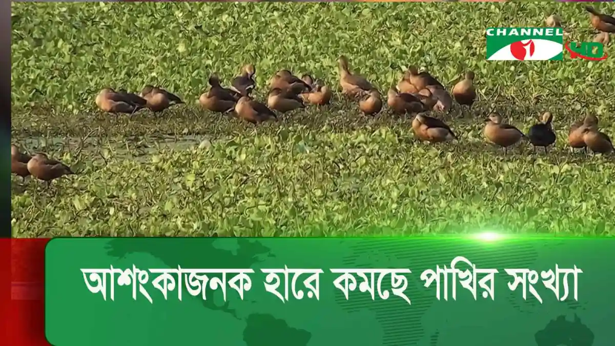 পাখির সংখ্যা কমে যাওয়ার কারণে মাঠে পাখির দল দেখা যাচ্ছে।. Channel i News - চ্যানেল আই নিউজ