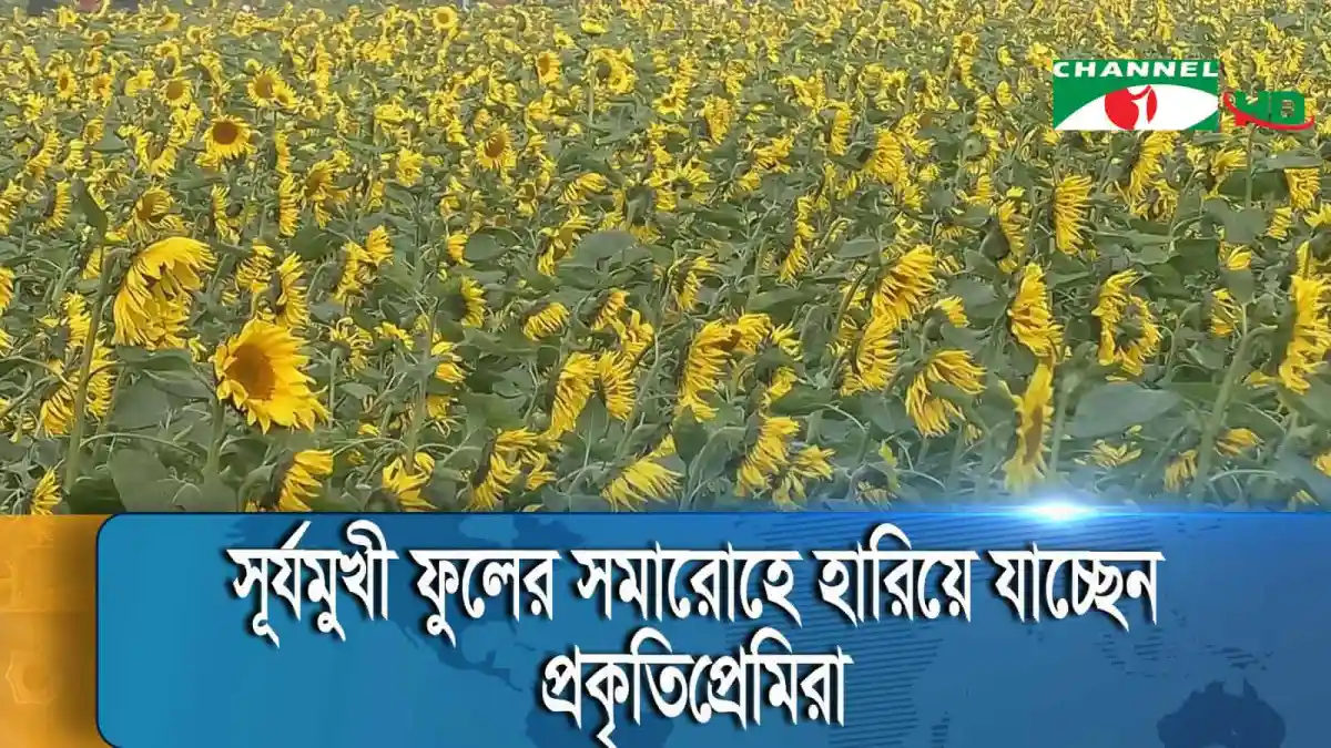 Sunflower field in full bloom with bright yellow flowers under sunlight. Channel i News - চ্যানেল আই নিউজ