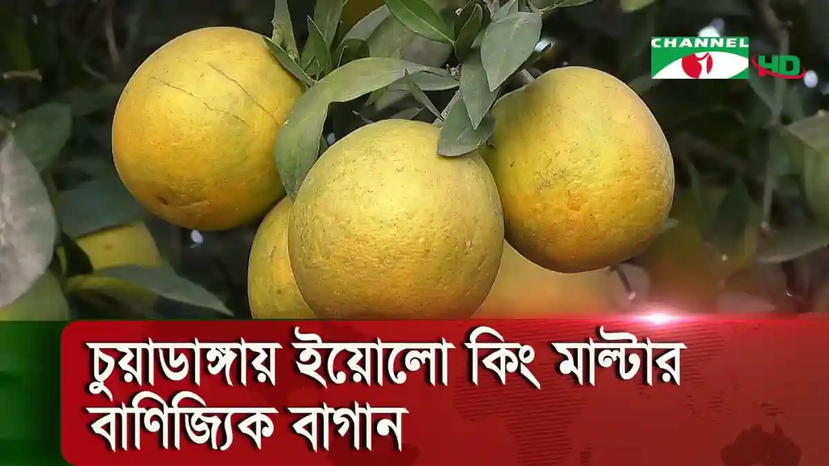 চুয়াডাঙ্গা ইয়োলো কিং মাল্টার বাগানে পাকা আমের ছবি. Channel i News - চ্যানেল আই নিউজ