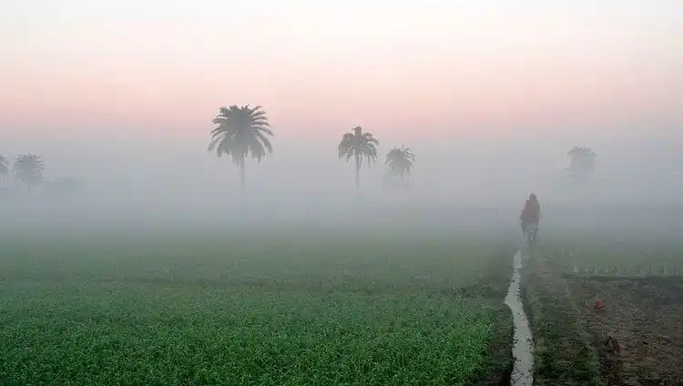 সকালবেলা ধূসর আকাশে কুয়াশাচ্ছন্ন মাঠ ও পাম গাছের দৃশ্য. Channel i News - চ্যানেল আই নিউজ