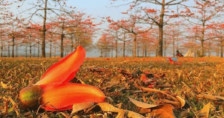 শরতের পাতা ও ফুলের সাথে সুন্দর প্রাকৃতিক দৃশ্য. Channel i News - চ্যানেল আই নিউজ
