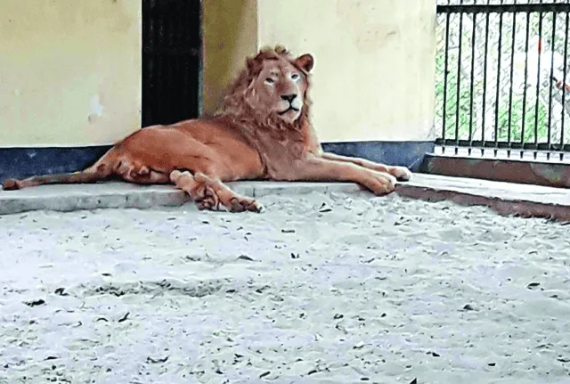 চিড়িয়াখানায় সিংহের বিশ্রামরত ছবি, শান্ত পরিবেশ. Channel i News - চ্যানেল আই নিউজ