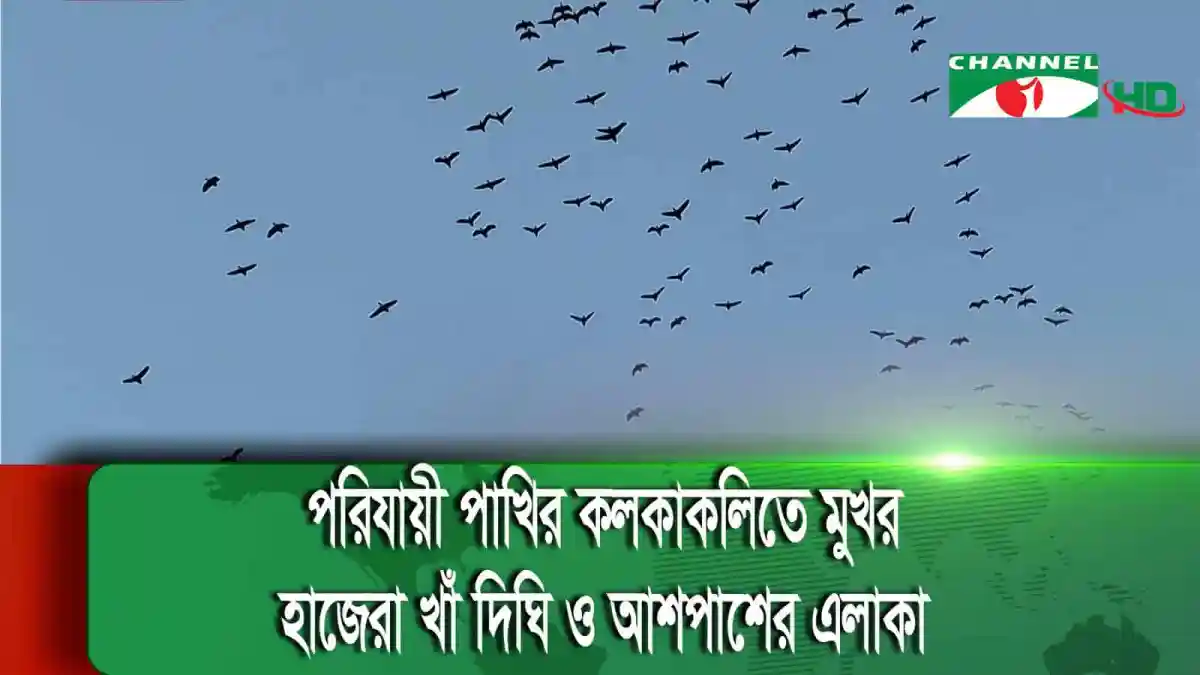পাখির ঝাঁক উড়ে যাচ্ছে আকাশে, পরিবেশের শান্তি ও স্বস্তি প্রকাশ. Channel i News - চ্যানেল আই নিউজ