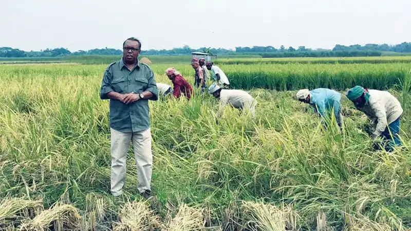 কৃষি শ্রমিকরা ধান কেটে মাঠে কাজ করছেন. Channel i News - চ্যানেল আই নিউজ
