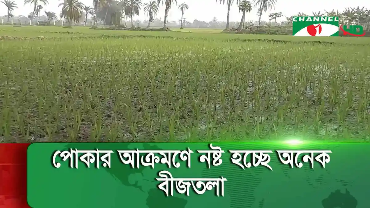 খুলনায় বোরো ধানের ক্ষেত, বৃষ্টির কারণে ক্ষতির আশঙ্কা. Channel i News - চ্যানেল আই নিউজ