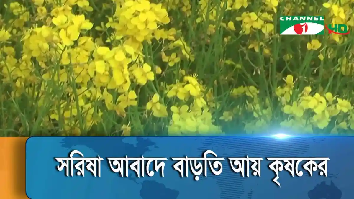 নীলফামারী ও সাতক্ষীরায় ব্যাপক সরিষা চাষের দৃশ্য. Channel i News - চ্যানেল আই নিউজ