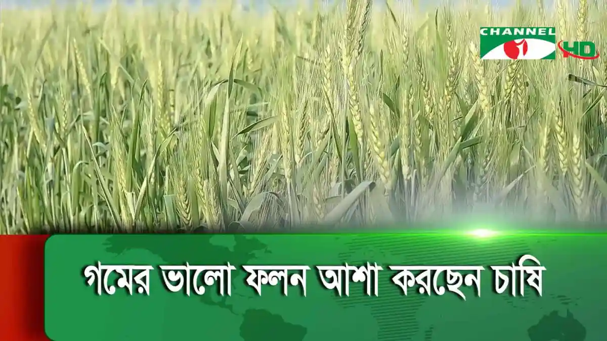 গমের ক্ষেতের ছবি, বাংলাদেশে কৃষি উন্নয়ন ও ফসলের লক্ষ্যমাত্রা. Channel i News - চ্যানেল আই নিউজ