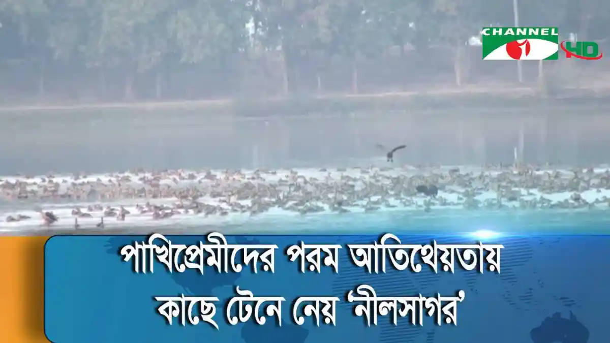 পাখিরা জলাশয়ে ভাসছে, নদীর পাশে পাখির দল. Channel i News - চ্যানেল আই নিউজ