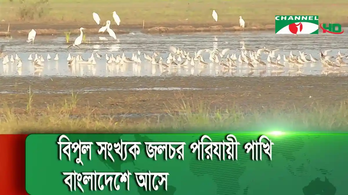 জলবায়ু পরিবর্তনে পরিযায়ী পাখিরা বিপন্ন, বাংলাদেশে দেখা যাচ্ছে. Channel i News - চ্যানেল আই নিউজ
