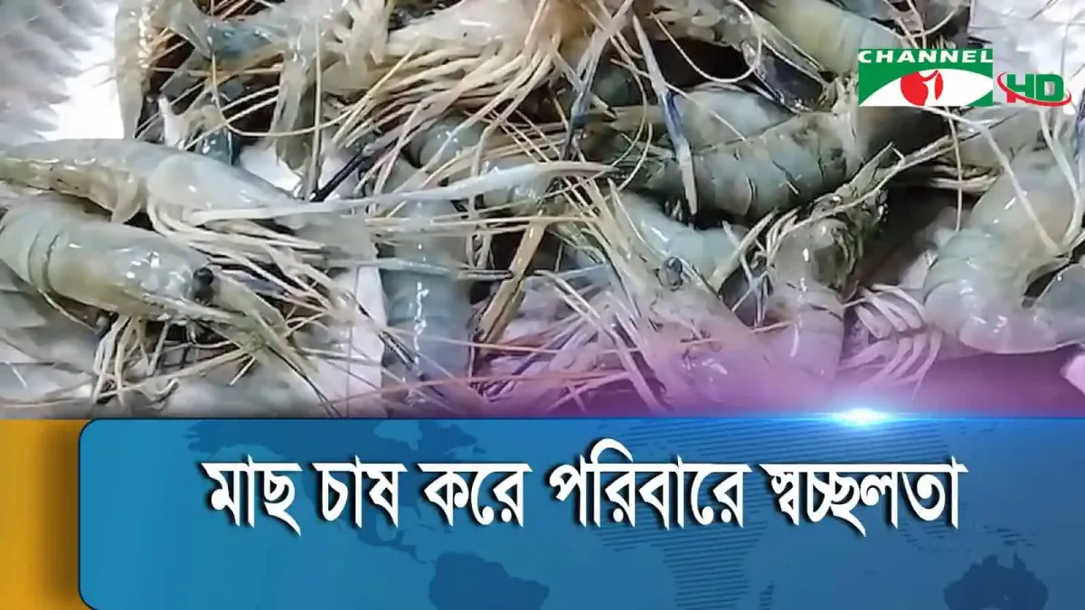 Fresh prawns displayed on a market stall in Bangladesh. Channel i News - চ্যানেল আই নিউজ