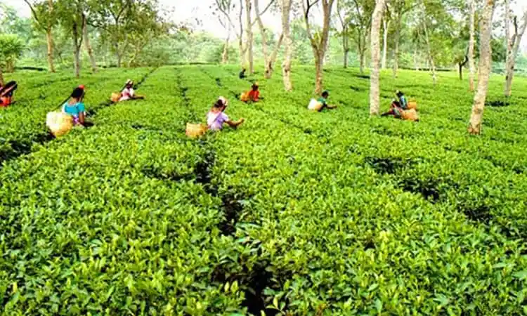 চা বাগানে শ্রমিকরা চা পাতা সংগ্রহ করছে, সবুজ মাঠে কাজের দৃশ্য. Channel i News - চ্যানেল আই নিউজ
