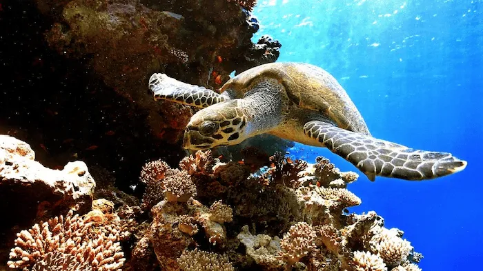 সমুদ্রের নিচে কচ্ছপের ছবি, প্রবাল reef এর পাশে সাঁতার কাটছে. Channel i News - চ্যানেল আই নিউজ