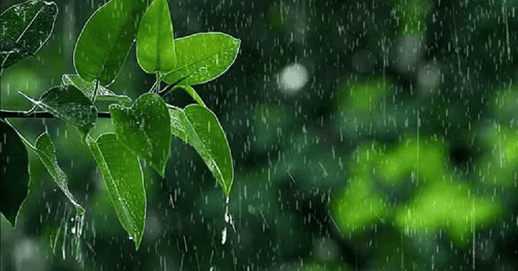 বৃষ্টির পানিতে ভেজা সবুজ পাতা, রাজধানীতে এক পশলা বৃষ্টি. Channel i News - চ্যানেল আই নিউজ