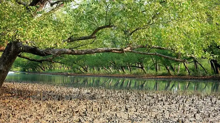 প্রাকৃতিক জলাভূমি ও গাছের শ্যামল দৃশ্য, বাংলাদেশের পরিবেশের ছবি. Channel i News - চ্যানেল আই নিউজ