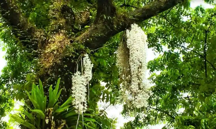 শাহজালাল বিশ্ববিদ্যালয় ক্যাম্পাসে দৃষ্টি কাড়ছে অর্কিড ফুলের ঝুড়ি. Channel i News - চ্যানেল আই নিউজ