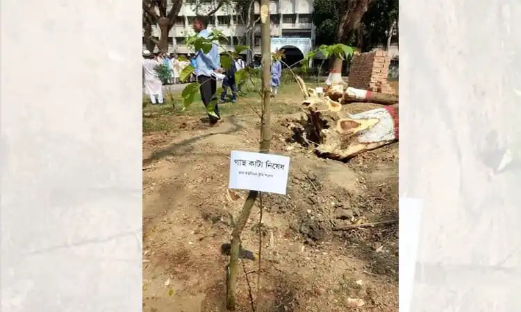 নতুন চারা রোপণের জন্য প্রস্তুত গাছের চারা, ইবিতে কাটা গাছের জায়গায়. Channel i News - চ্যানেল আই নিউজ