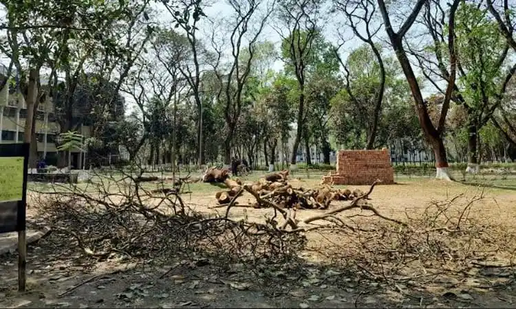 বনাঞ্চলে গাছের ডালপালা ও গুঁড়ি পড়ে আছে, পরিবেশের ক্ষতি হয়েছে. Channel i News - চ্যানেল আই নিউজ