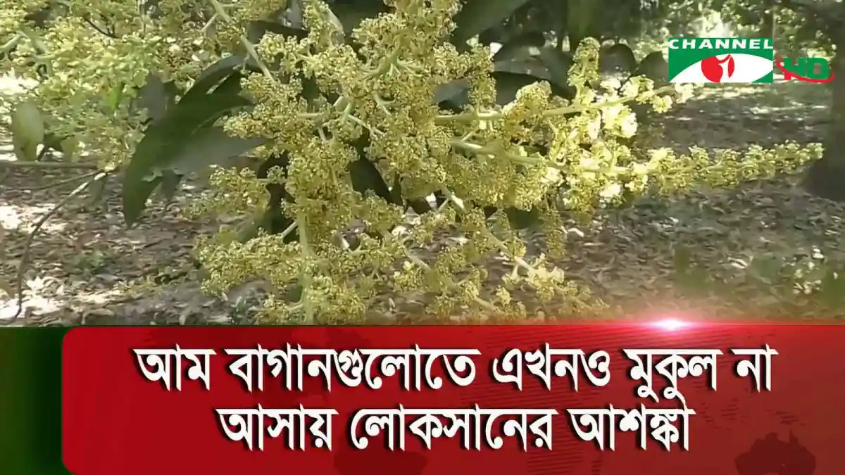 মেহেরপুরের আম বাগানে মুকুলের অভাব, ফলন ক্ষতিগ্রস্ত হতে পারে. Channel i News - চ্যানেল আই নিউজ