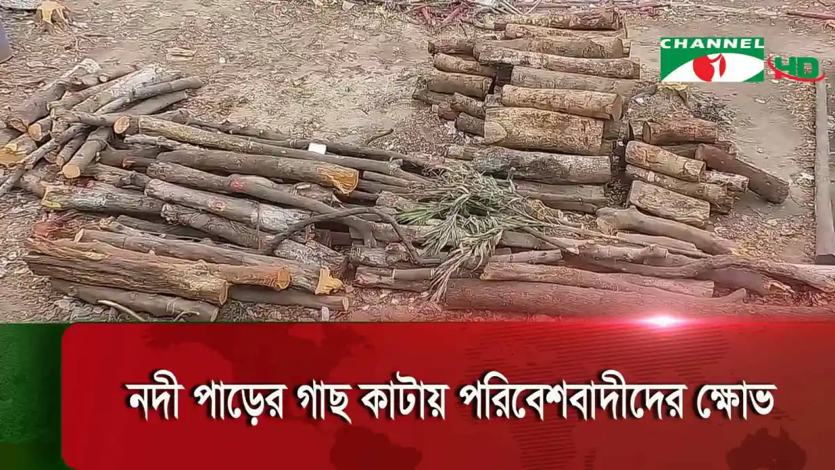 নদী পাড়ের গাছ কেটে ফেলছে বিআইডব্লিউটিএ, পরিবেশের ক্ষতি. Channel i News - চ্যানেল আই নিউজ