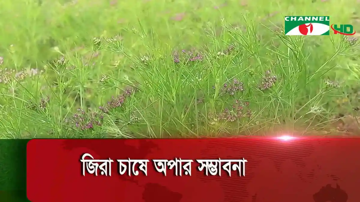 নওগাঁয় পরীক্ষামূলক জিরা চাষের দৃশ্য. Channel i News - চ্যানেল আই নিউজ