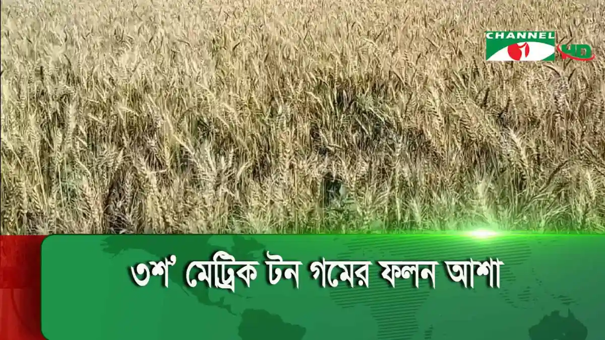 নেত্রকোণায় হাওরে পতিত জমিতে গমের ফলন. Channel i News - চ্যানেল আই নিউজ