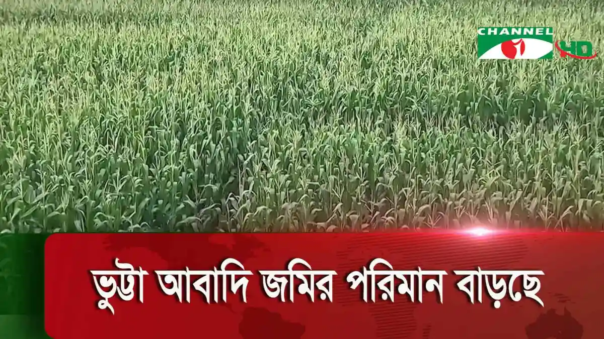 লালমনিরহাটে ভুট্টার ভালো ফলন, সবুজ ধানের ক্ষেত. Channel i News - চ্যানেল আই নিউজ