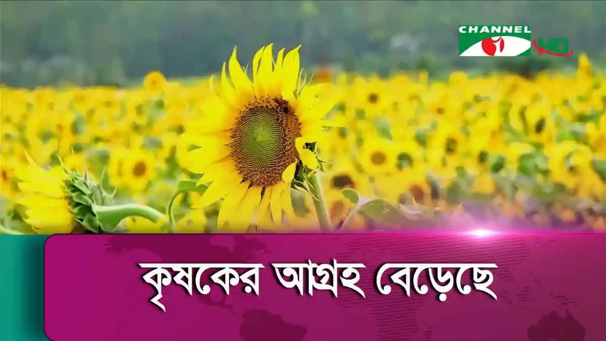 সূর্যমুখীর ক্ষেতের ছবি, যেখানে ফুলগুলো ফুটে উঠেছে. Channel i News - চ্যানেল আই নিউজ