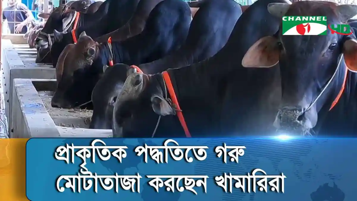 সিরাজগঞ্জের খামারে গরু মোটাতাজা কার্যক্রম চলছে. Channel i News - চ্যানেল আই নিউজ