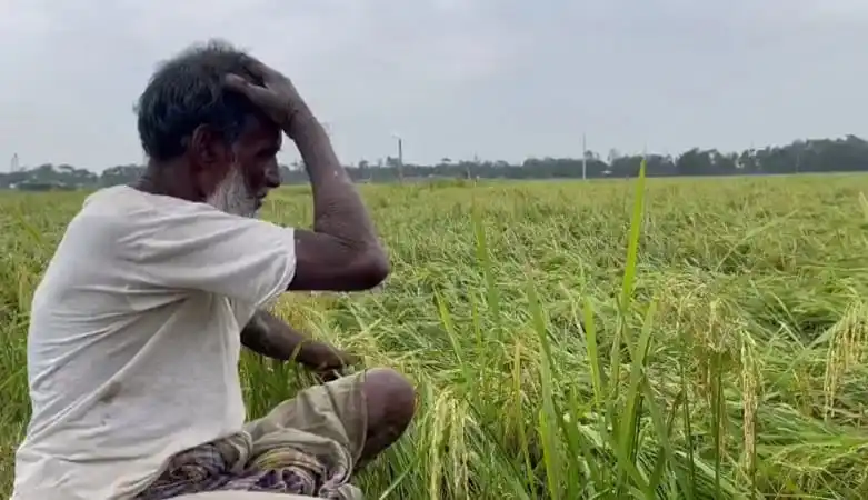 চাষি কৃষি জমিতে চিন্তিত, ক্ষতির আশঙ্কা. Channel i News - চ্যানেল আই নিউজ