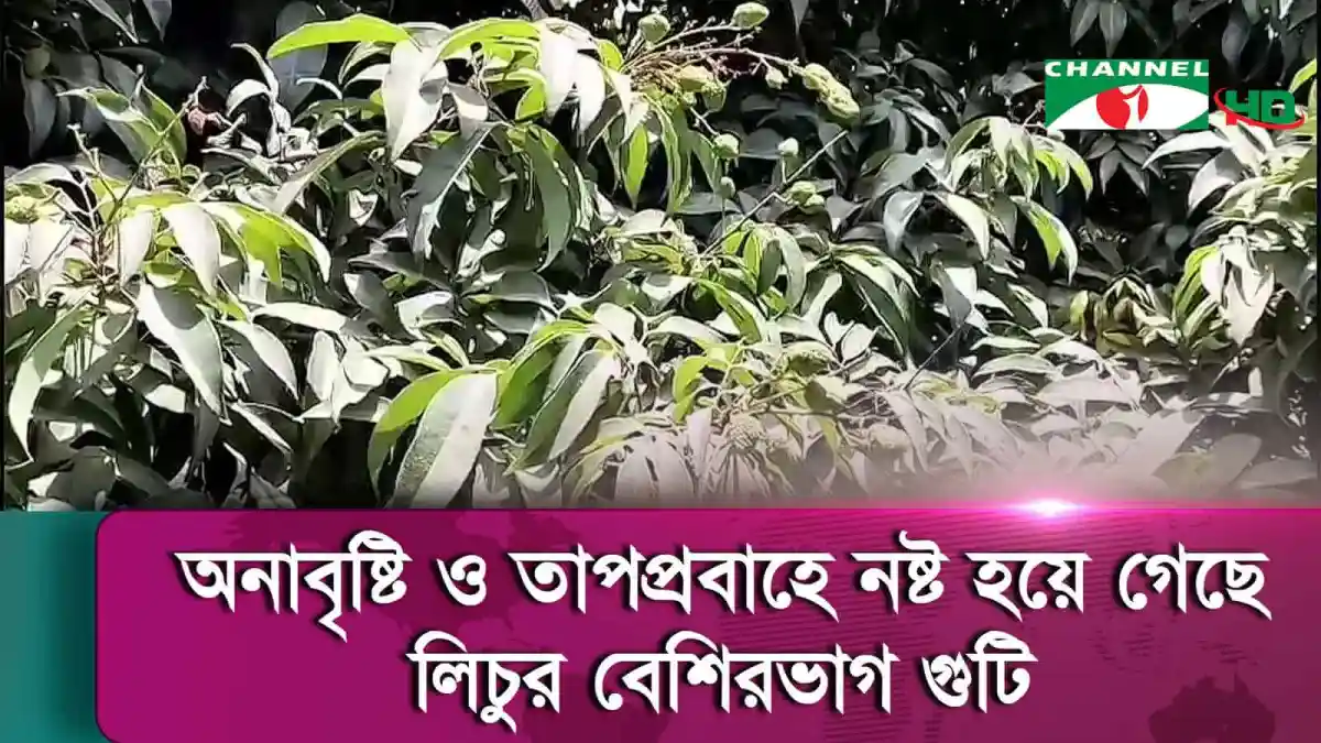 লিচুর গুটি ঝরে যাওয়ায় ফলন বিপর্যয়ের আশঙ্কা, তাপপ্রবাহে ক্ষতিগ্রস্ত লিচুর গাছ. Channel i News - চ্যানেল আই নিউজ
