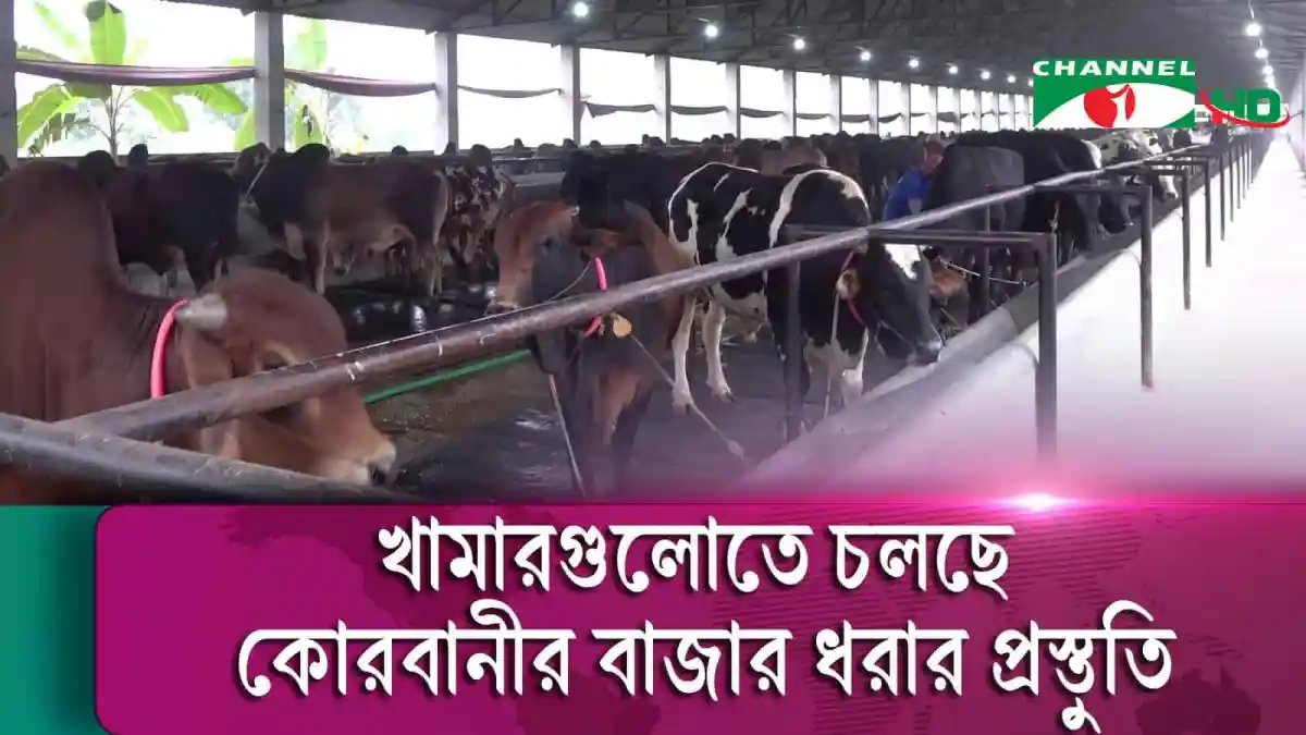 খামারে কোরবানির পশুর চাহিদা পূরণের জন্য প্রস্তুত।. Channel i News - চ্যানেল আই নিউজ