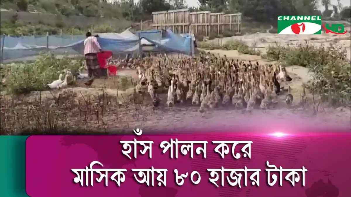 হাঁস পালন করে স্বাবলম্বী কৃষক, ৮০ হাজার টাকার মাছের ব্যবসা. Channel i News - চ্যানেল আই নিউজ