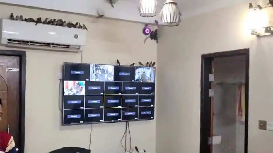 চেয়ারম্যানের কক্ষে আশ্রয় নেওয়া বহু চড়ুই পাখি. Channel i News - চ্যানেল আই নিউজ